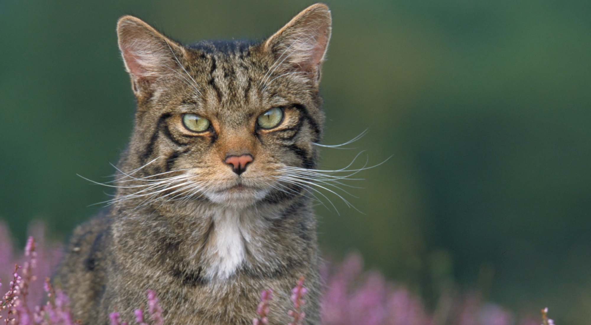 Scottish Wildcats at Alladale Wilderness Reserve