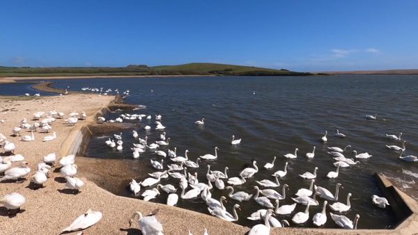 Abbotsbury Swannery in Dorset